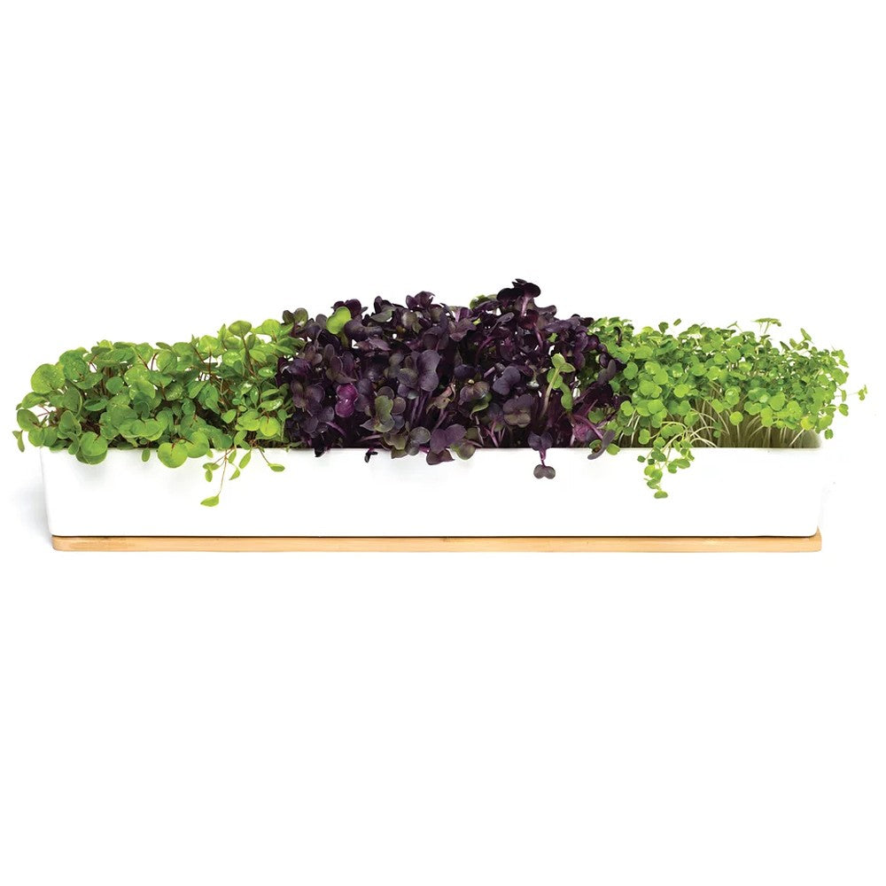Urban Greens Microgreens Windowsill Grow Kit image 1