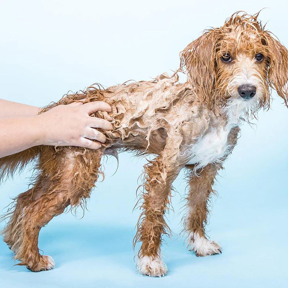 Ethique Shampooch Solid Dog Wash Bar - Sensitive image 1