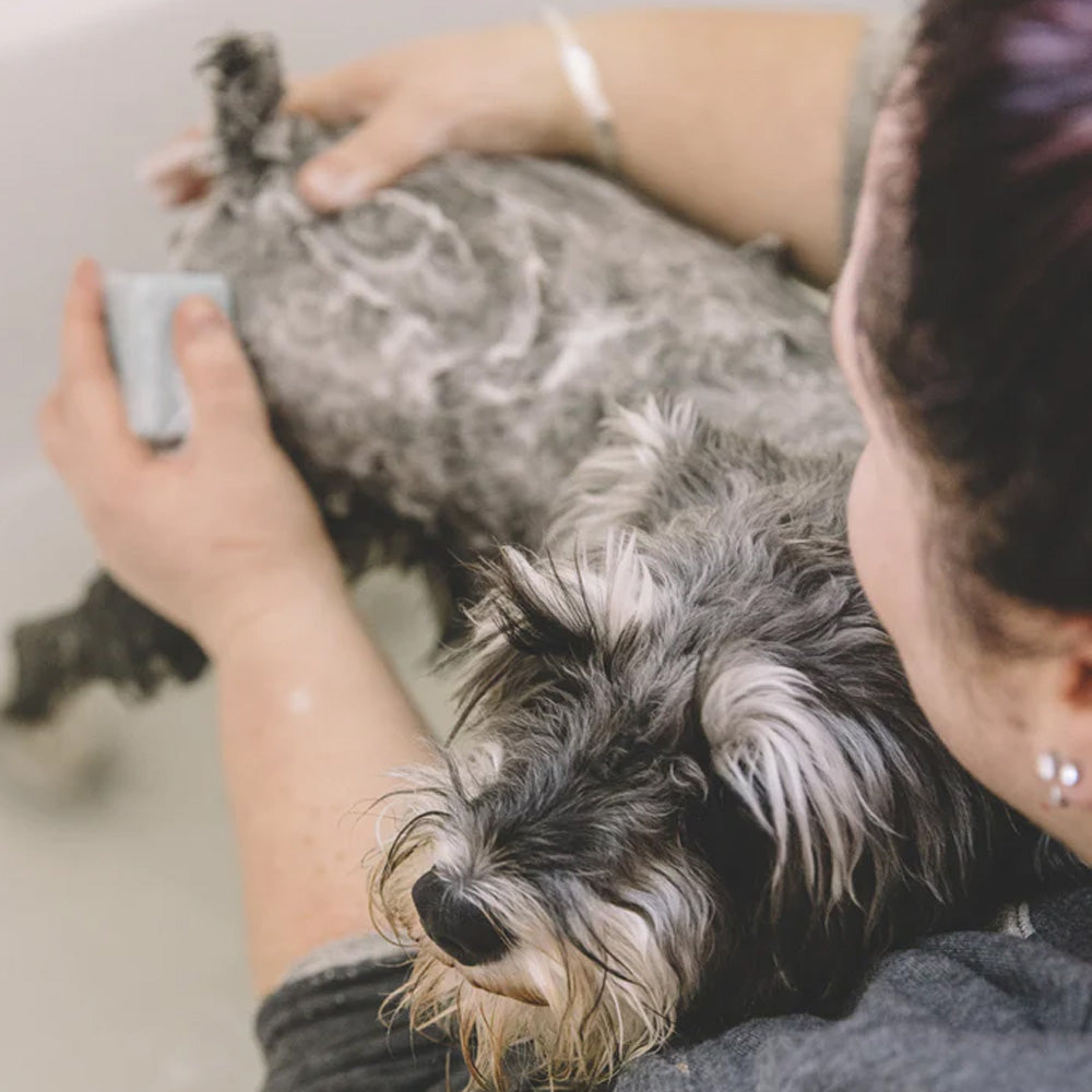 Ethique Bow Wow Solid Dog Wash Bar image 1