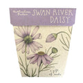 Sow n Sow Swan River Daisy image 0