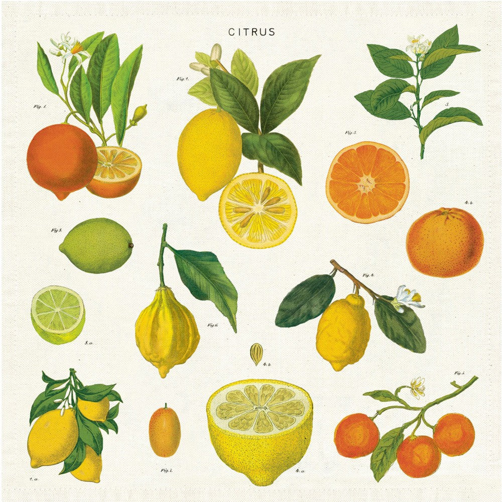 Vintage Napkins 100% Natural Cotton Set of 4 Citrus image 0