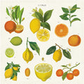 Vintage Napkins 100% Natural Cotton Set of 4 Citrus image 0