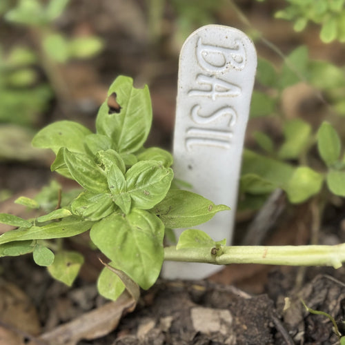 Ceramic Garden Stake - Basil image 0